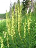 Pedicularis incarnata