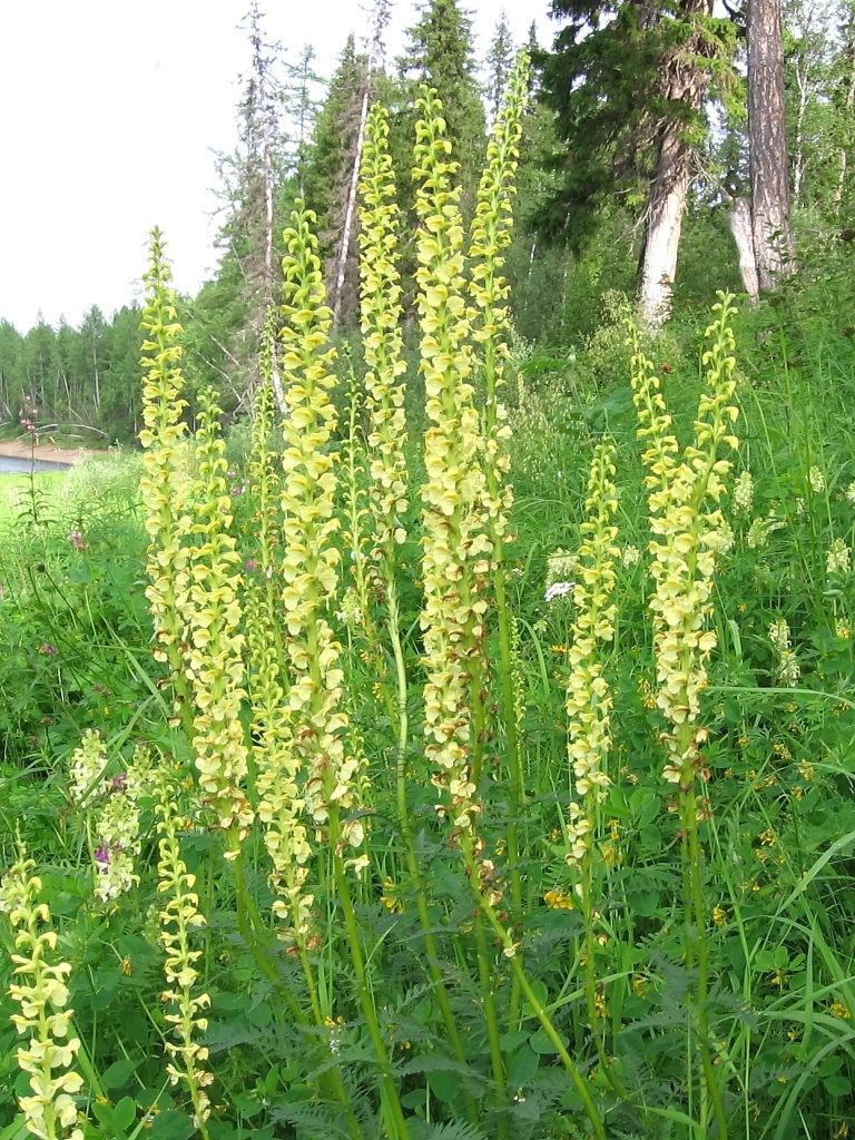 Изображение особи Pedicularis incarnata.