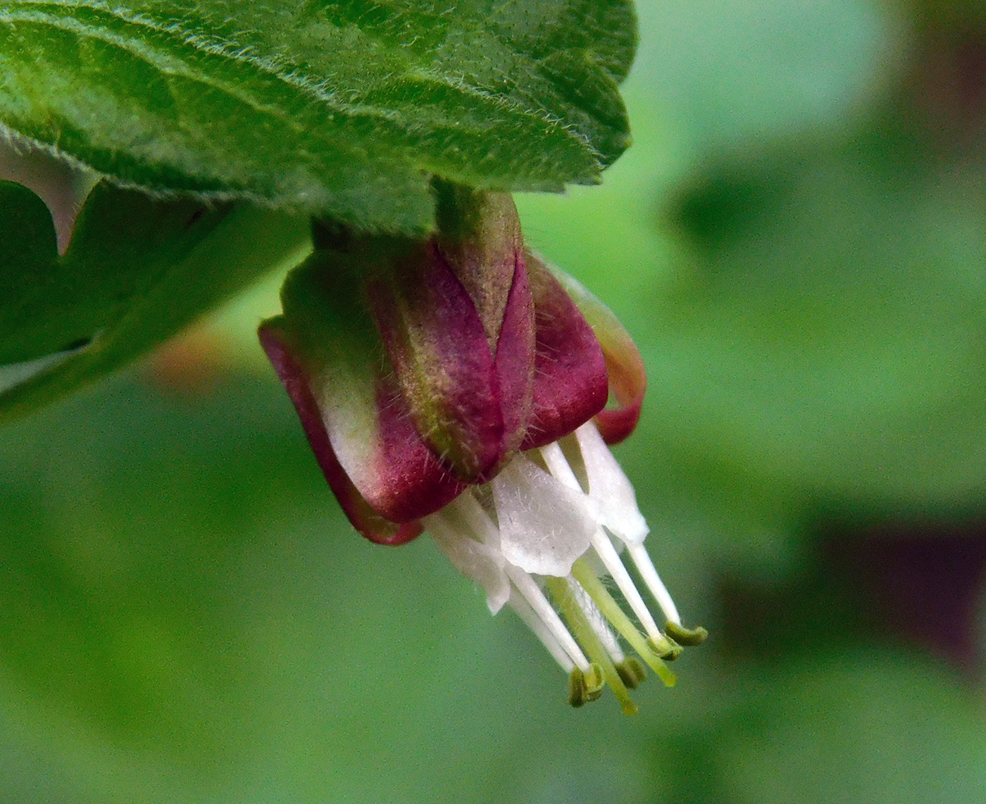 Изображение особи Grossularia uva-crispa.