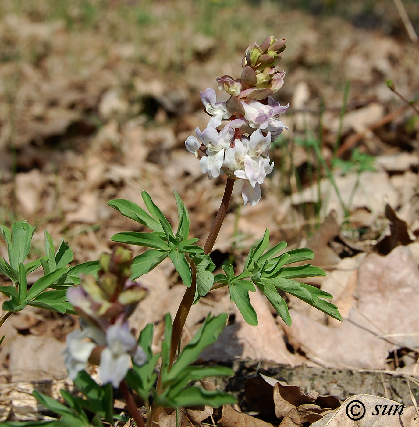 Image of Corydalis marschalliana specimen.