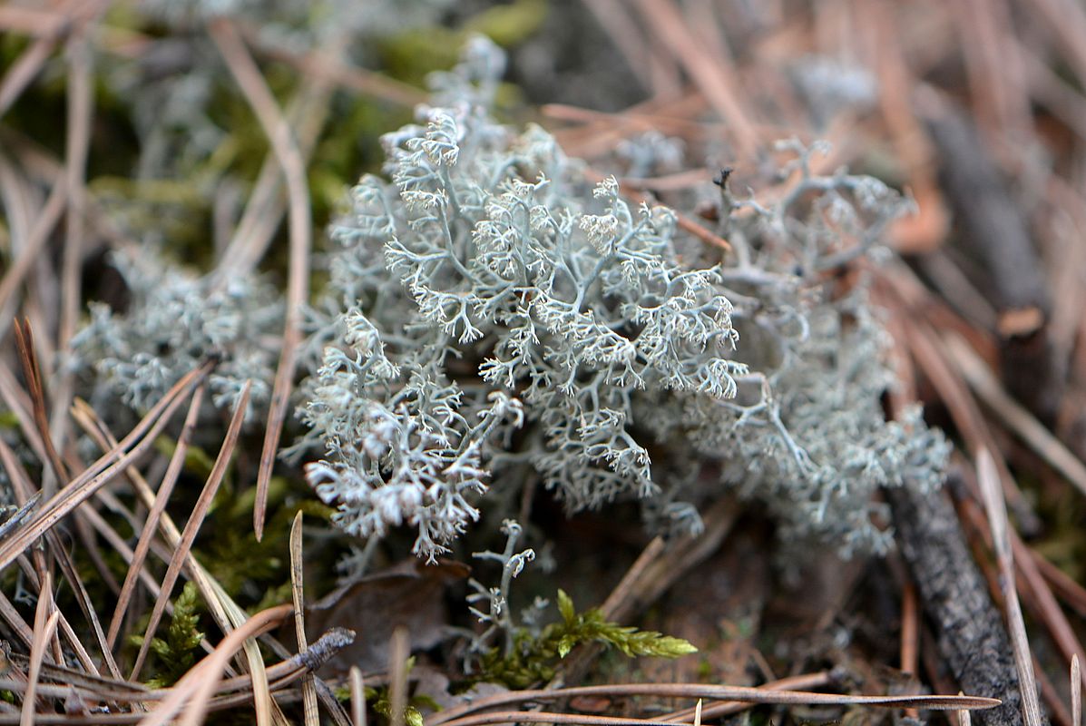 Изображение особи Cladonia arbuscula.