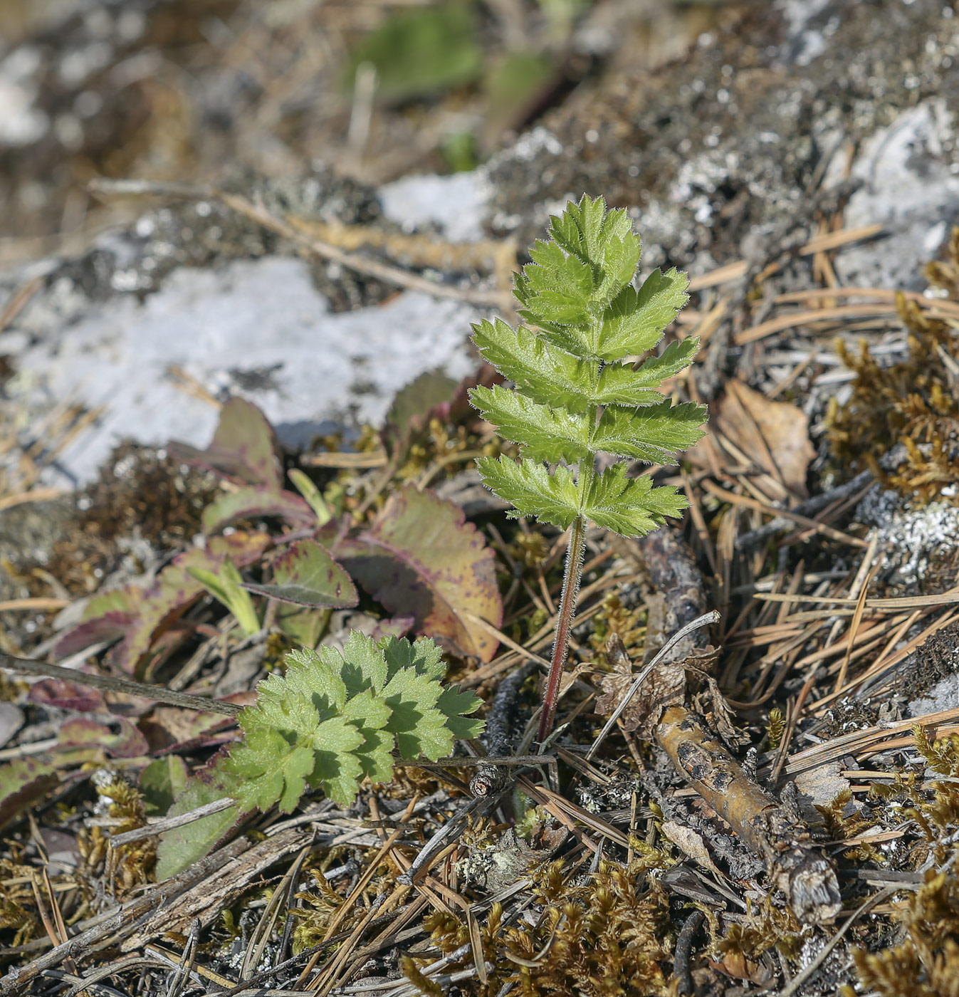 Изображение особи Pimpinella nigra.