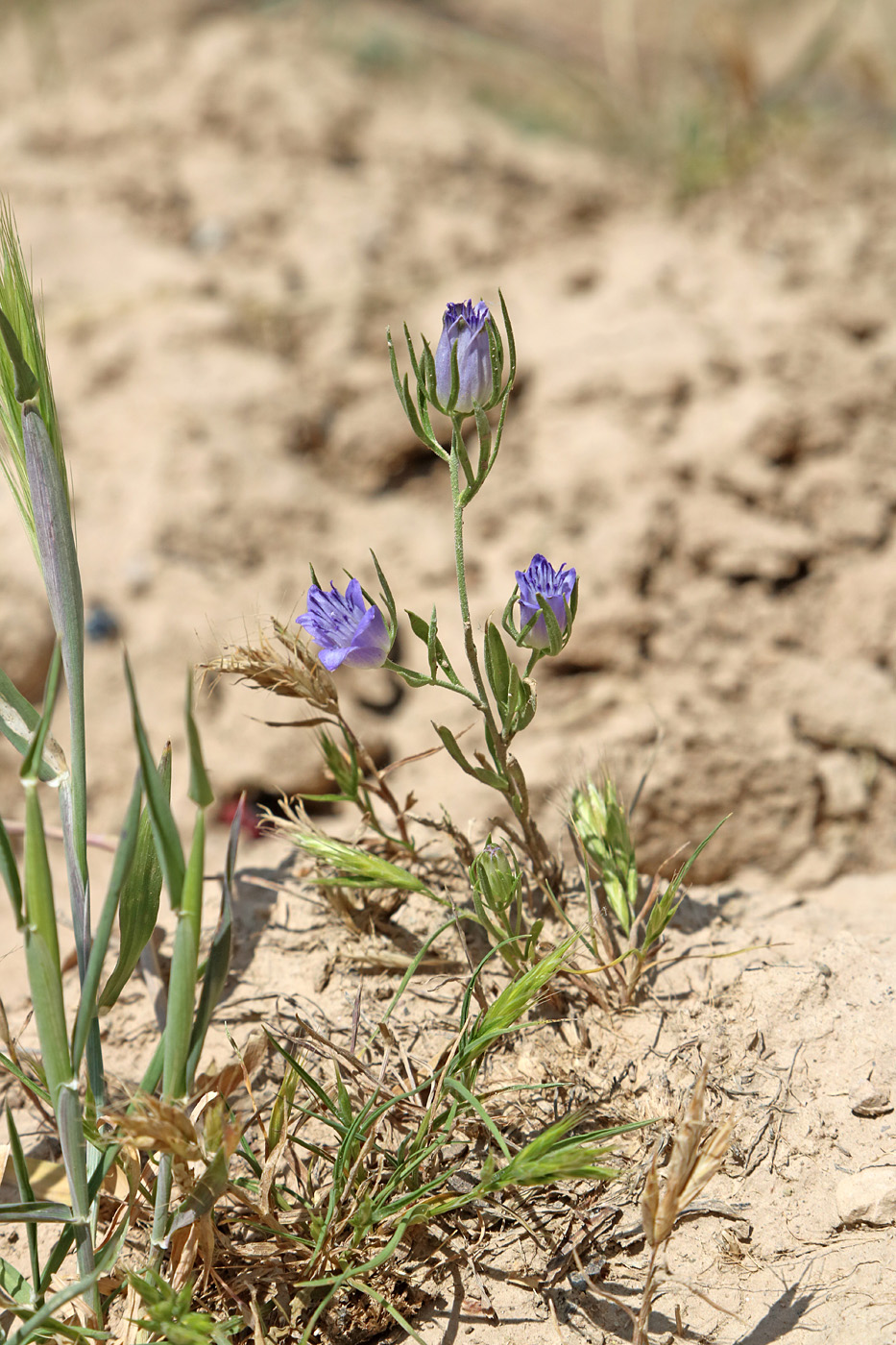 Изображение особи Nigella bucharica.