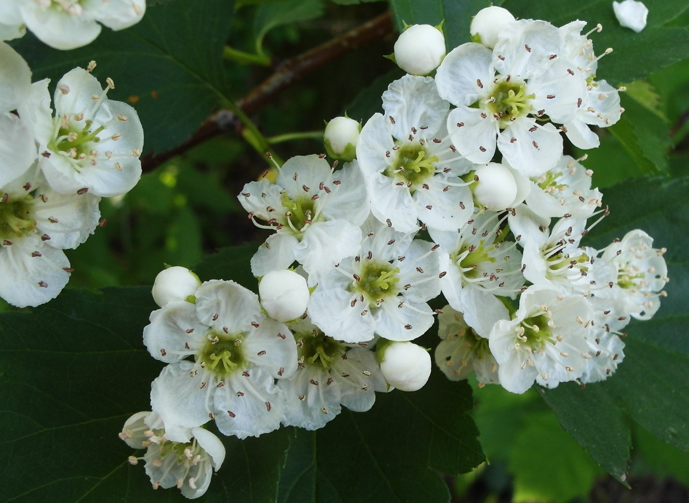 Изображение особи Crataegus korolkowii.