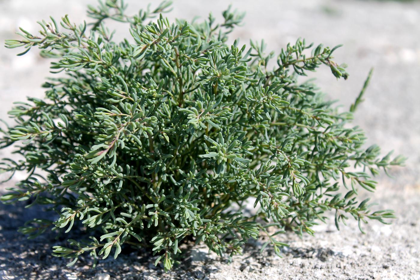 Image of Suaeda crassifolia specimen.