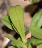 Hibbertia cuneiformis