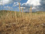 Alyssum stenostachyum. Плодоносящее растение. Казахстан, Жамбылская обл., Жуалынский р-н, хр. Боралдайтау, долина р. Боралдай, ур. Уркумбайсай, пастбищный луг. 19 июня 2021 г.