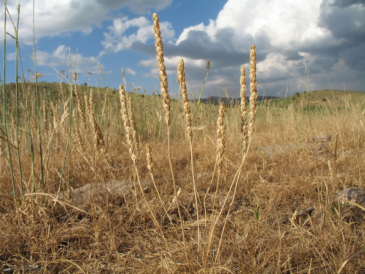 Image of Alyssum stenostachyum specimen.