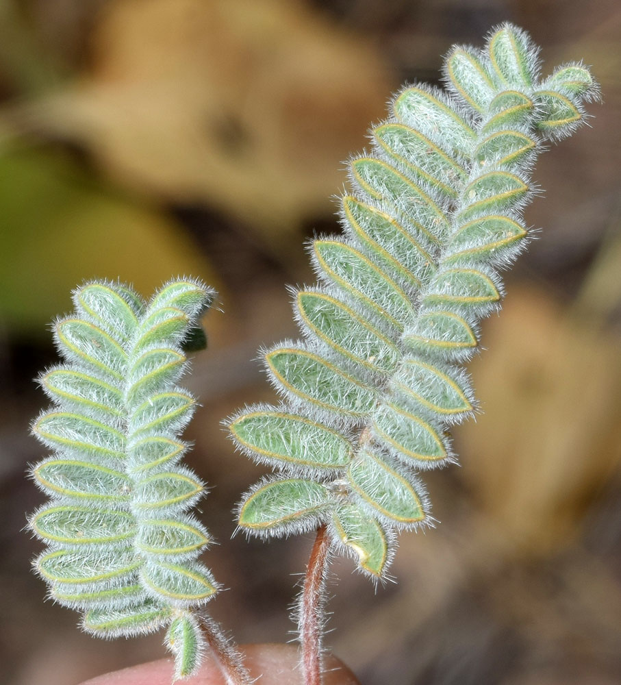 Image of Oxytropis fedtschenkoana specimen.