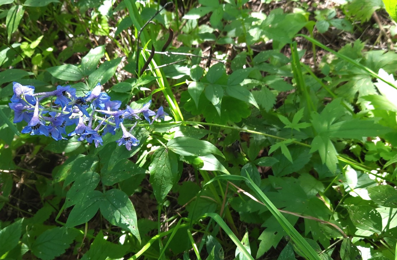 Изображение особи род Delphinium.