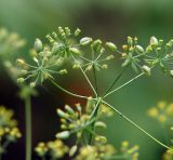 Bupleurum longiradiatum. Завязавшиеся плоды. Приморский край, Лазовский р-н, Лазовский заповедник, 2 км Ю кордона Америка. 17.08.2009.