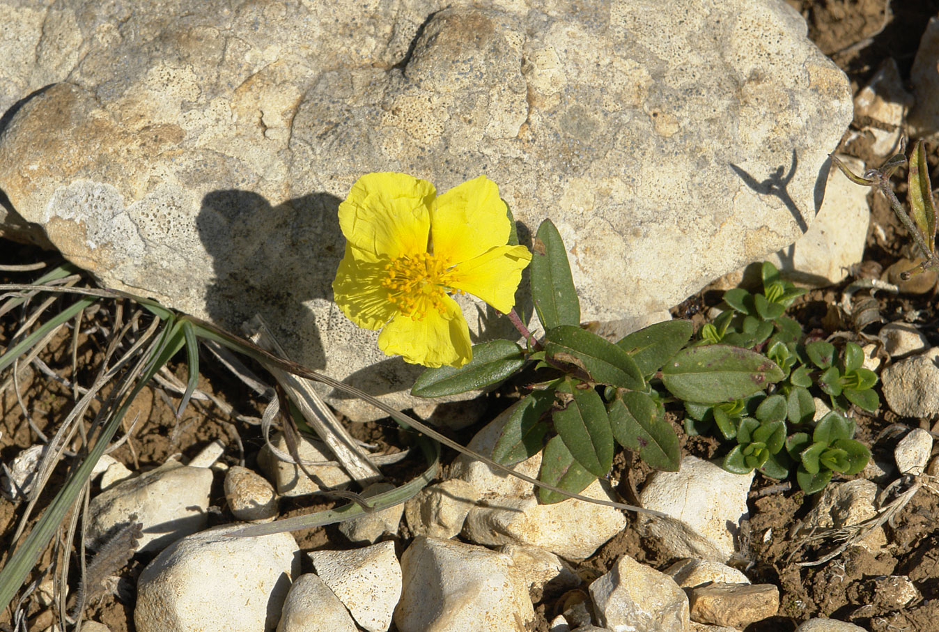 Image of genus Helianthemum specimen.