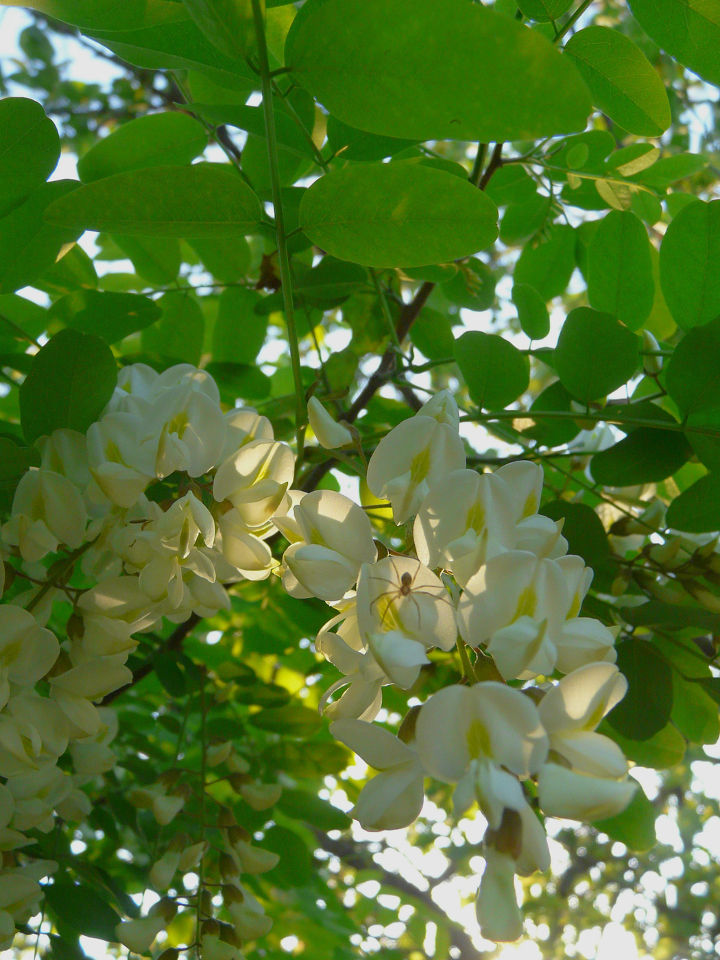 Image of Robinia pseudoacacia specimen.