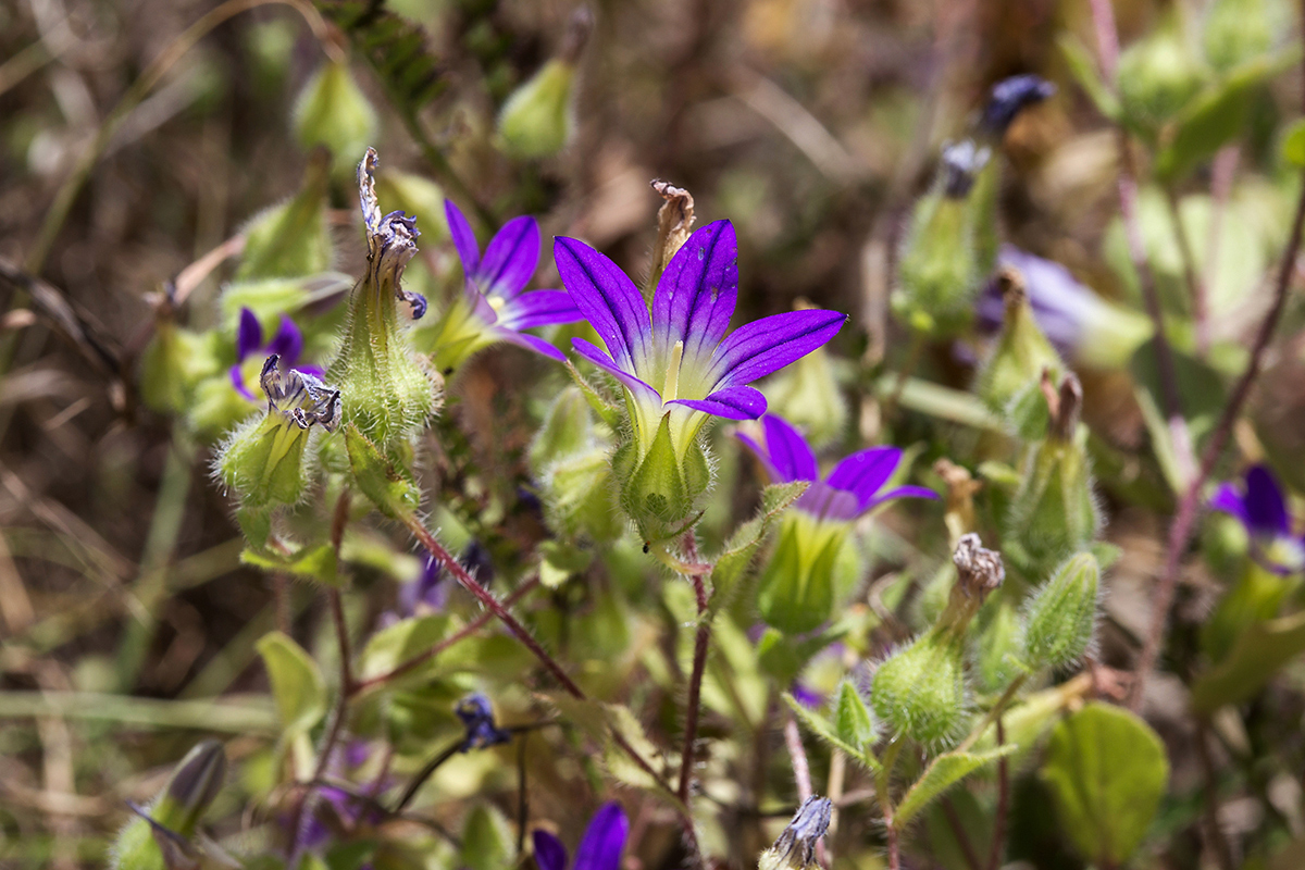 Изображение особи Campanula hierosolymitana.