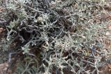Helianthemum songaricum. Части веточек с листьями. Казахстан, Алматинская обл., хр. Торайгыр, мелкощебнистый склон. 18 сентября 2021 г.