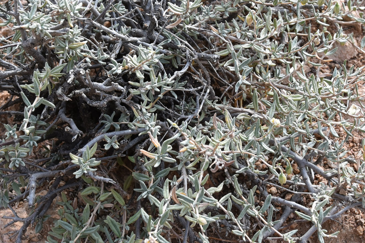 Image of Helianthemum songaricum specimen.