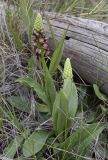 Orchis anthropophora