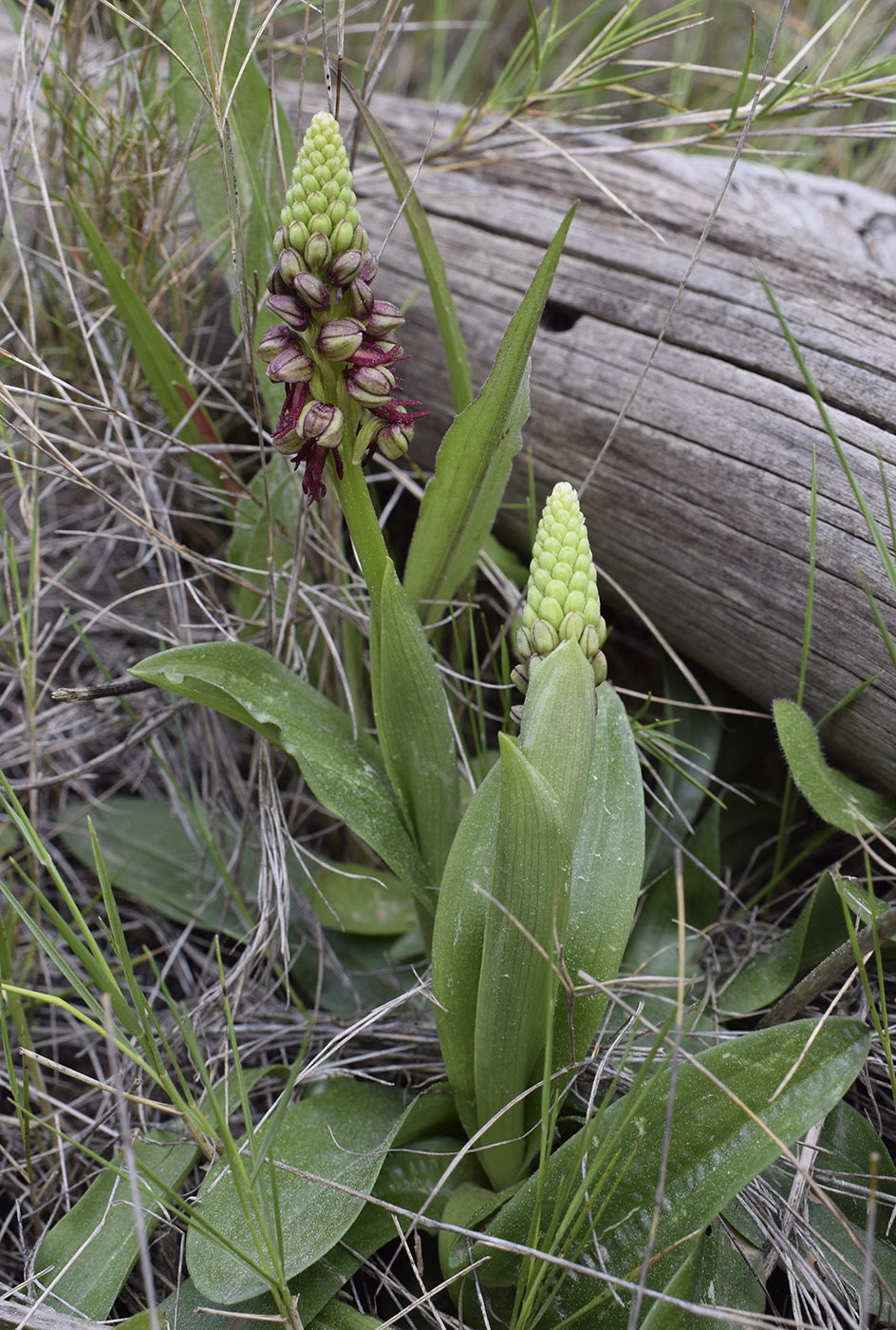 Image of Orchis anthropophora specimen.