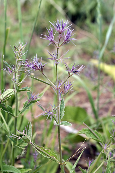 Image of Nepeta ucranica specimen.