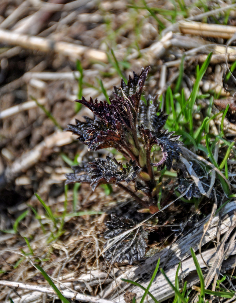 Image of Urtica dioica specimen.