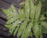 Onoclea sensibilis