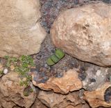 Gasteria obliqua