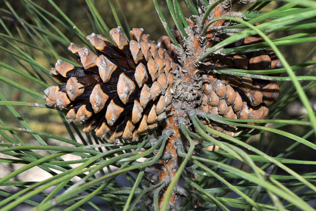 Изображение особи Pinus pallasiana.