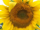 Helianthus annuus