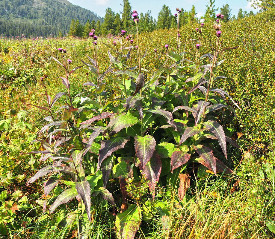 Изображение особи Cirsium helenioides.