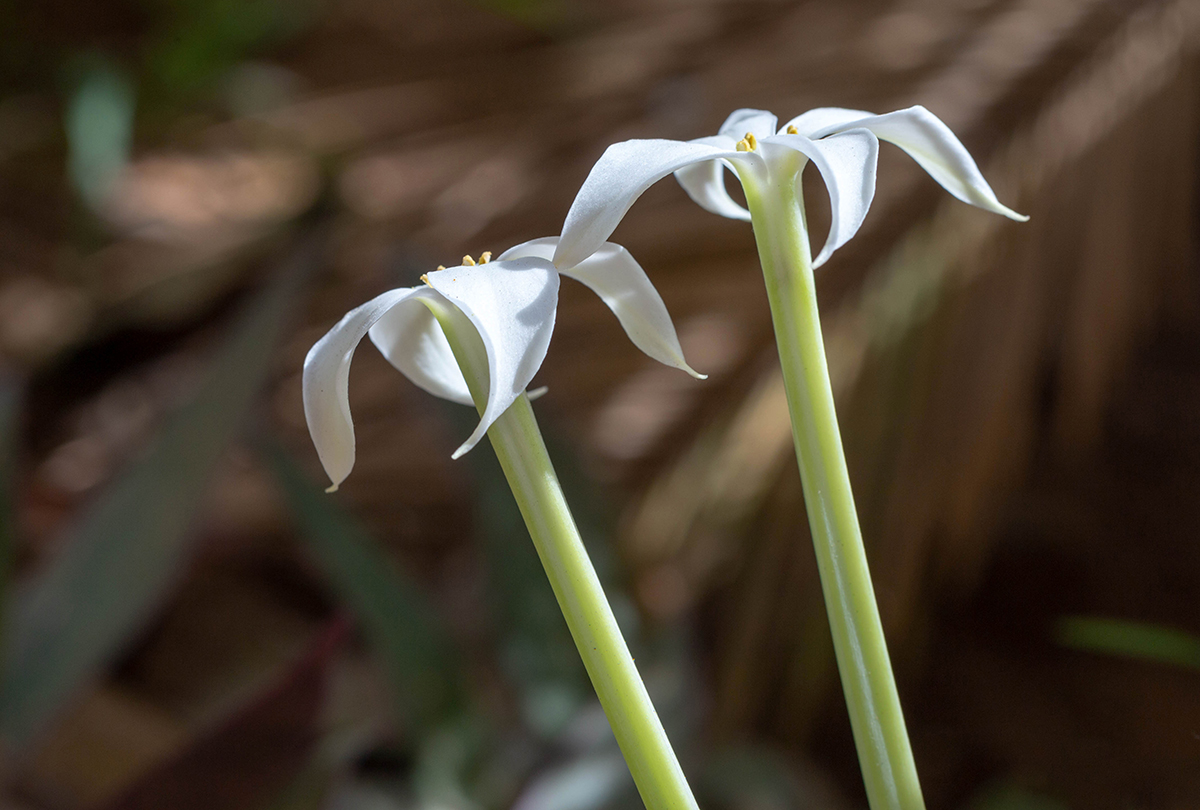 Image of Kalanchoe marmorata specimen.