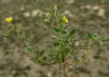 Helianthemum salicifolium