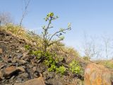 Cotoneaster suavis