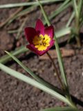 Tulipa humilis