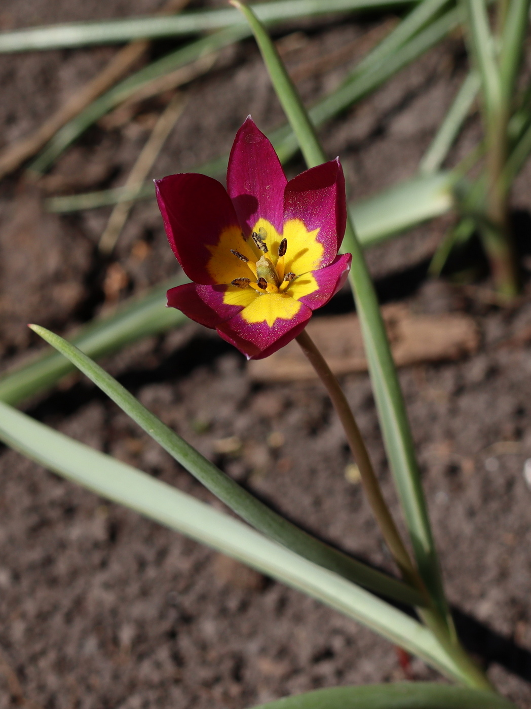 Image of Tulipa humilis specimen.