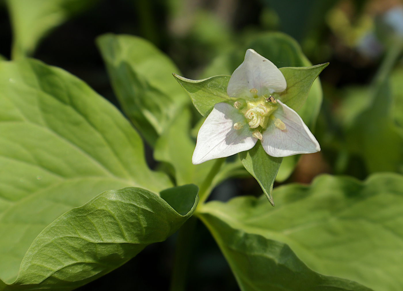 Изображение особи Trillium flexipes.