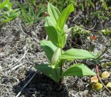 Polygonatum humile