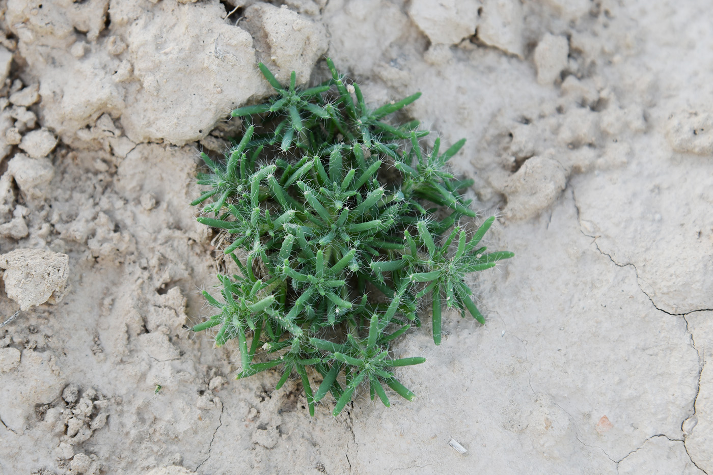 Изображение особи семейство Chenopodiaceae.