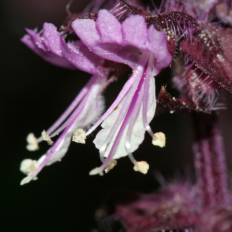 Изображение особи Ocimum basilicum.