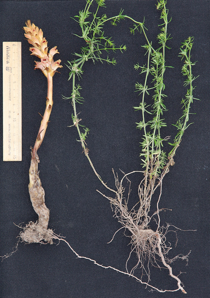 Image of Orobanche caryophyllacea specimen.