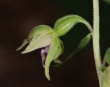 Epipactis leptochila. Цветок. Горный Крым, окр. с. Генеральское, буковый лес. 15 июля 2022 г.