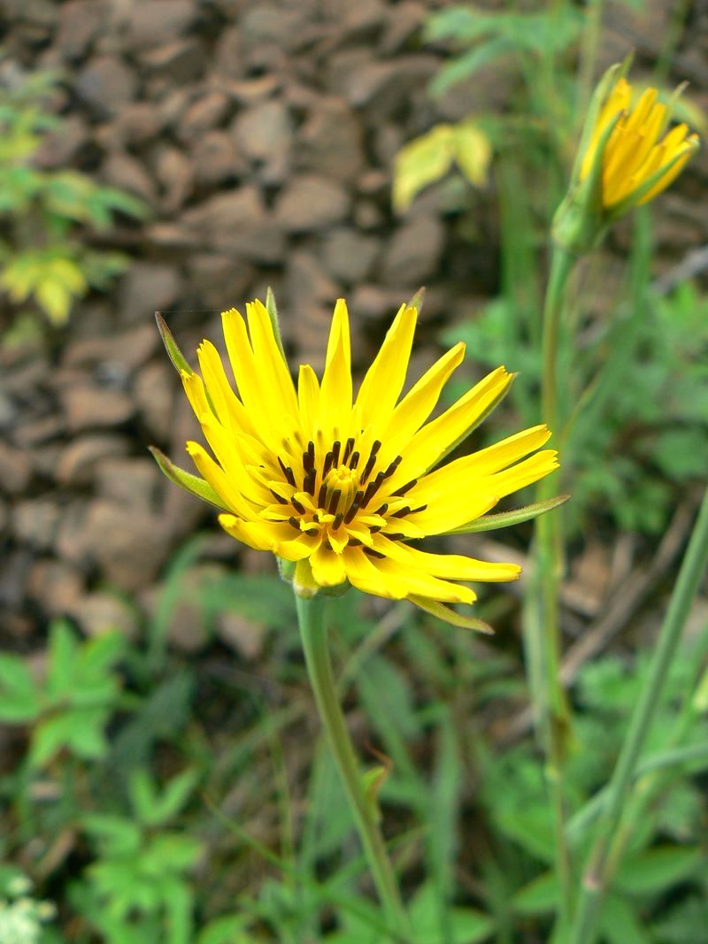 Image of Tragopogon pratensis specimen.