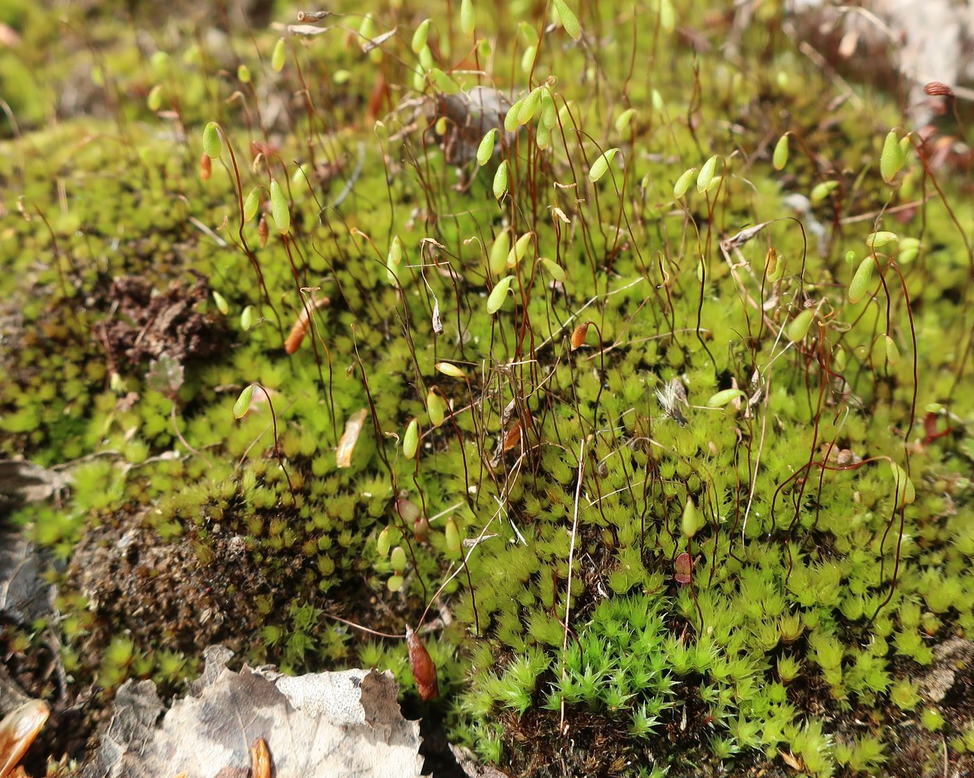 Изображение особи семейство Bryaceae.