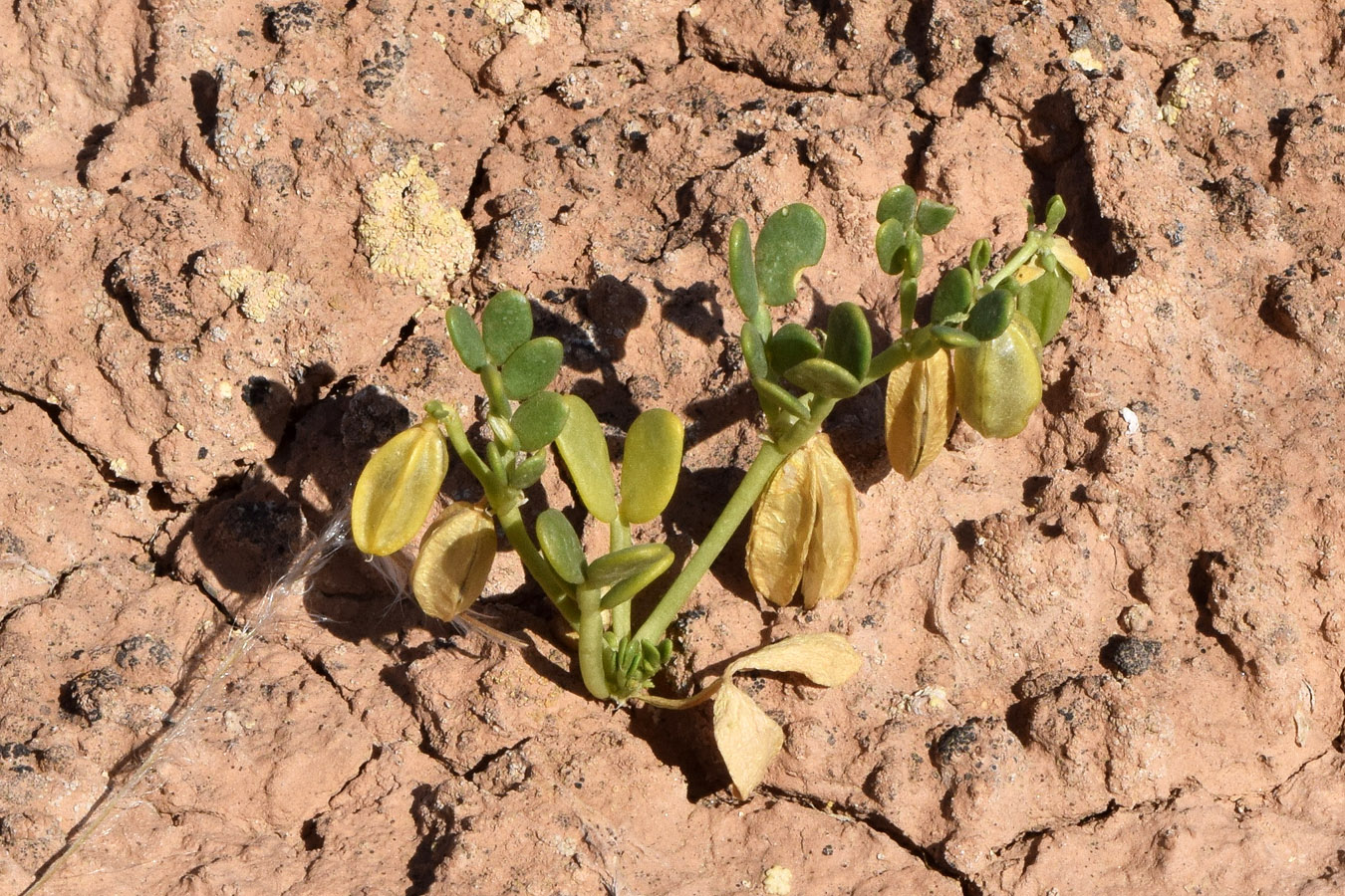 Image of Zygophyllum lehmannianum specimen.