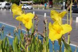 Canna × orchiodes. Верхушки цветущих растений. Турция, г. Анталья, набережная, на клумбе. 23.08.2022.