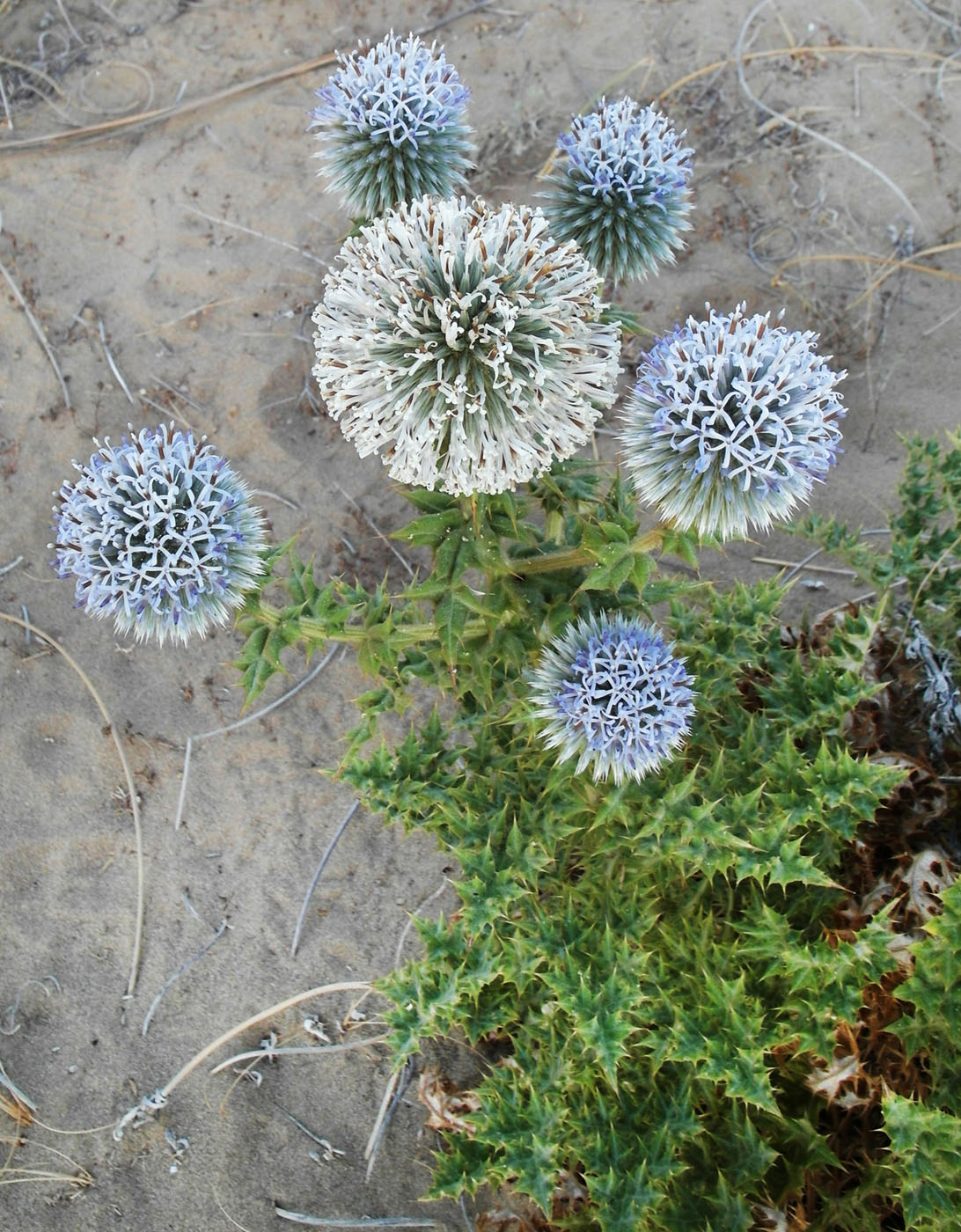 Изображение особи Echinops antalyensis.