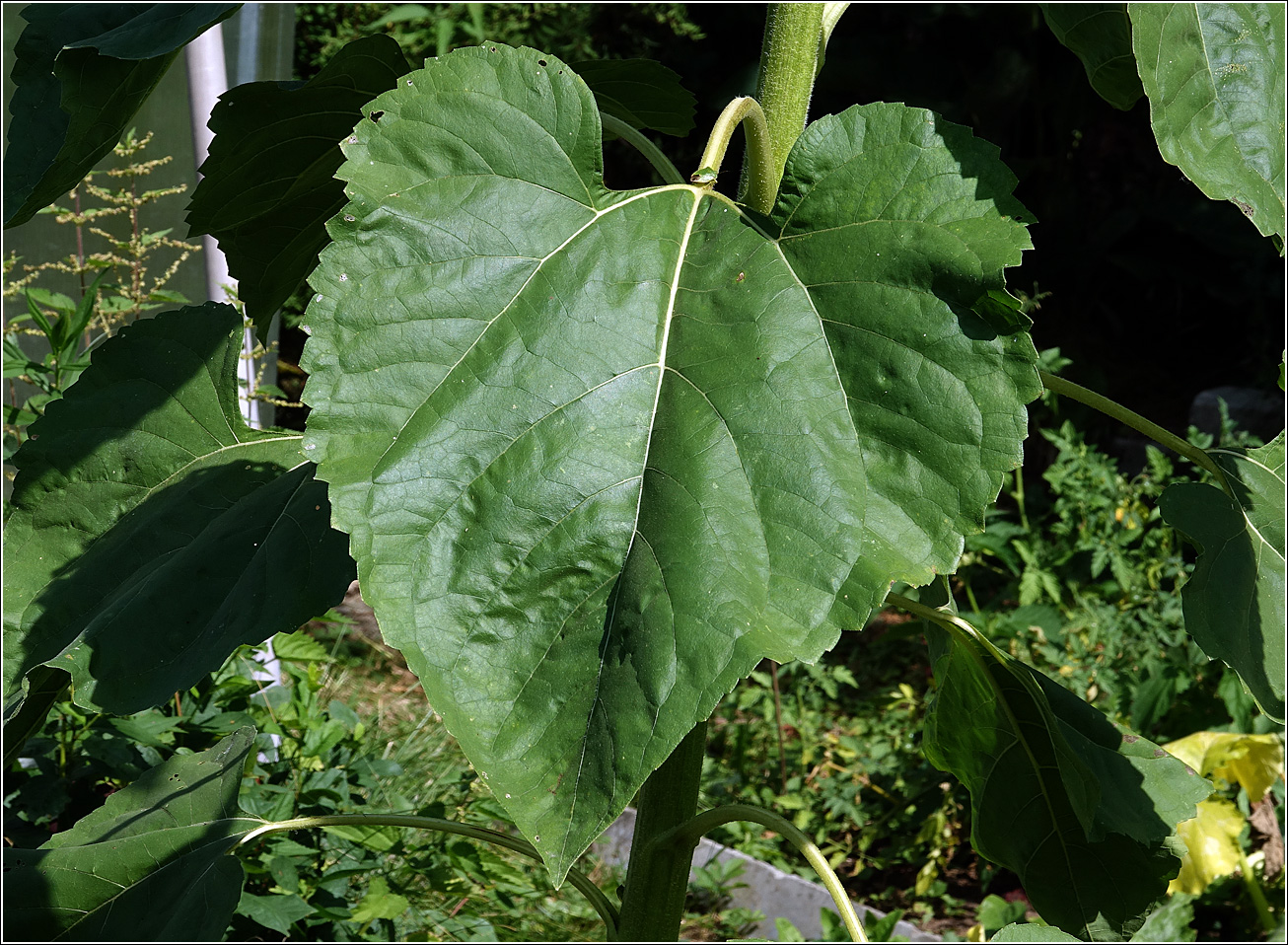 Изображение особи Helianthus annuus.