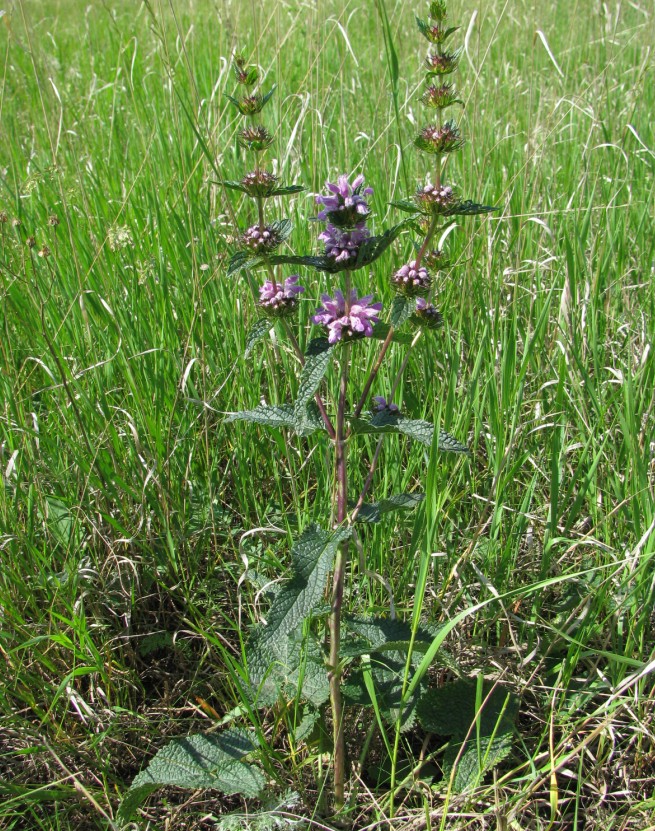 Изображение особи Phlomoides tuberosa.
