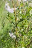 Salix phylicifolia. Часть веточки с соплодиями. Ленинградская обл., Кингисеппский р-н, Кургальский п-ов, берег оз. Липовское, разнотравно-злаковый луг. 30.05.2021.