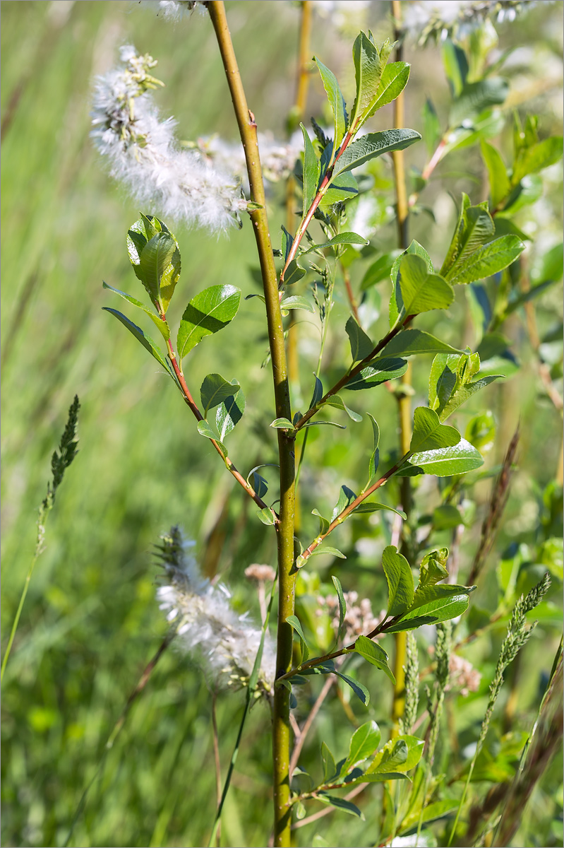 Image of Salix phylicifolia specimen.