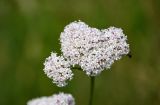 genus Valeriana